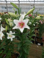 [4557 VH33 Buriano No01.JPG]